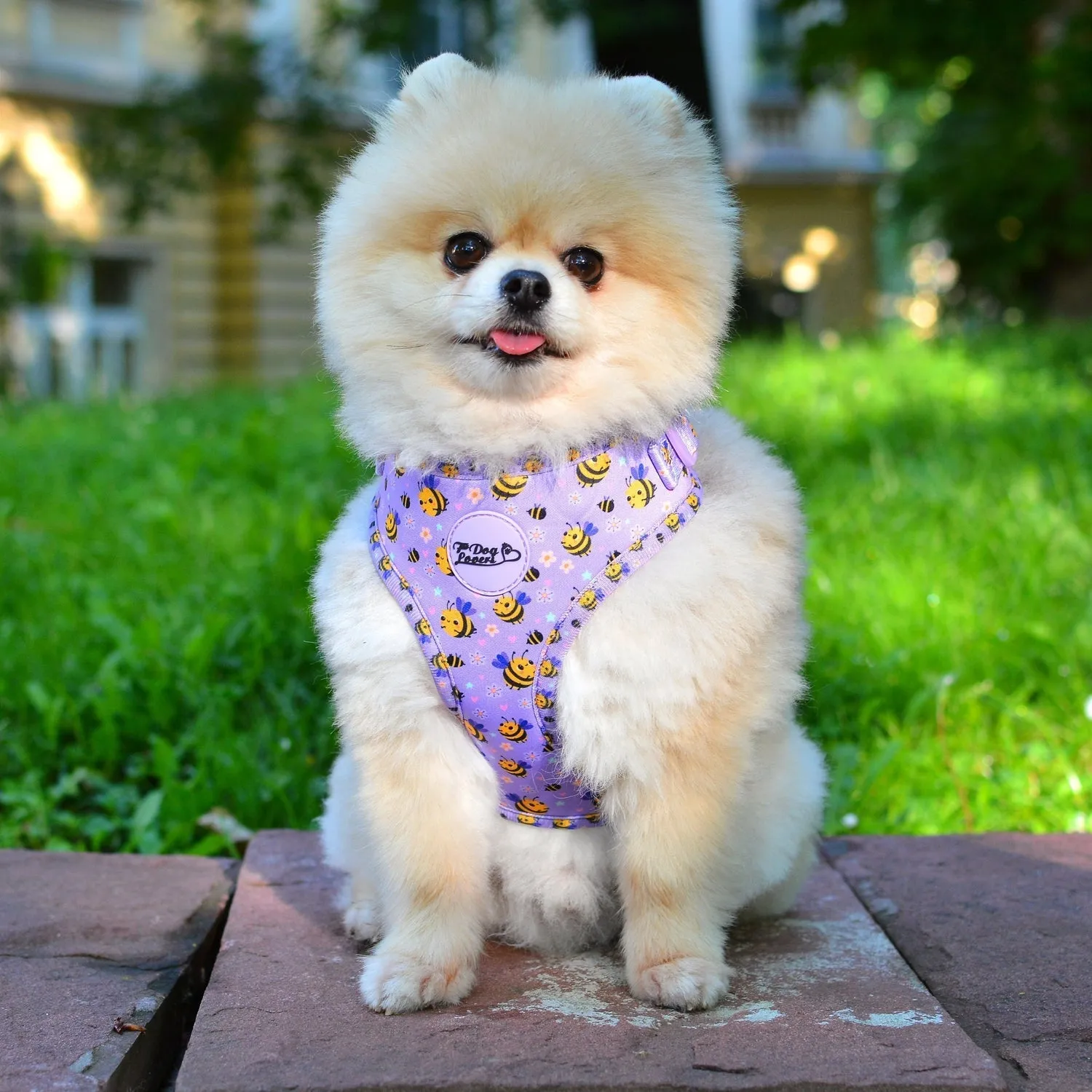 Adjustable Dog Harness Don't Worry, Bee Happy