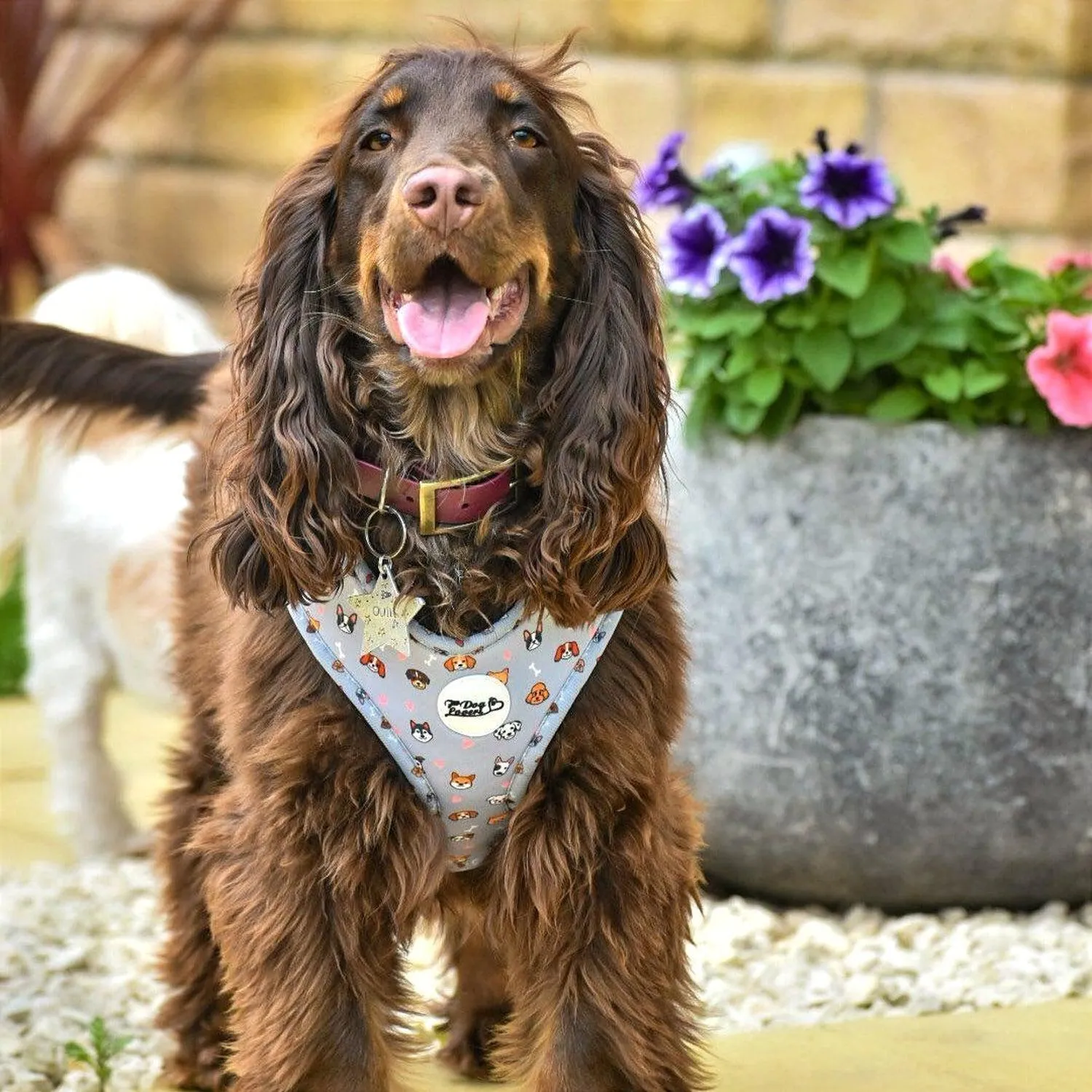 Adjustable Dog Harness Oh My Pup
