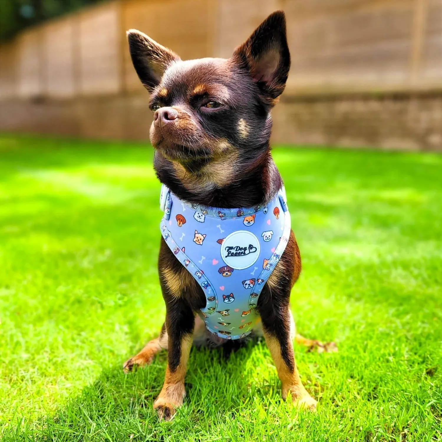 Adjustable Dog Harness Oh My Pup