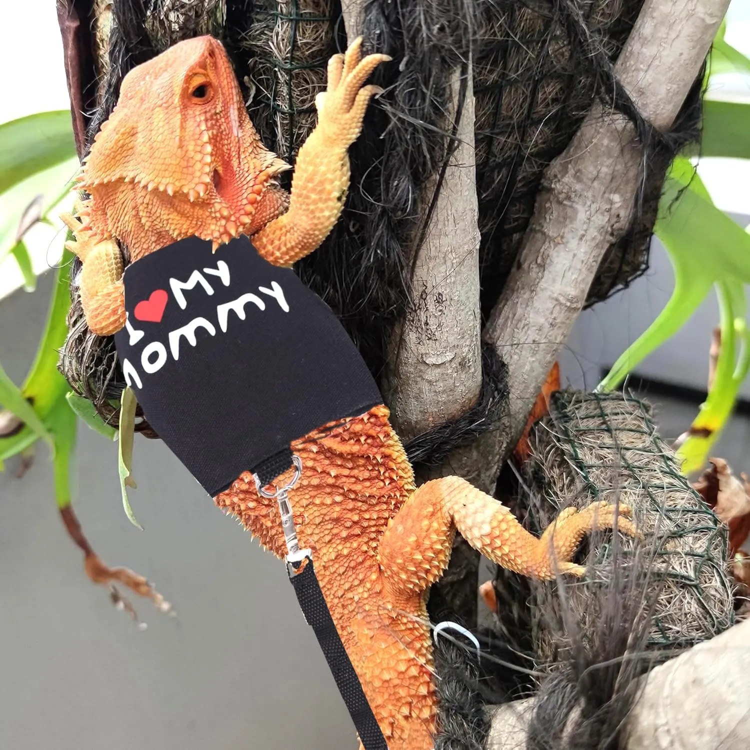 Bearded Dragon Travel Carrier with Security Printing Harness Leash Set,Lizard Carrier Cage,Guinea Pig Carrier for 2,Reptile Travel Carrier for Leopard Gecko Desert Iguana Crested Geckos