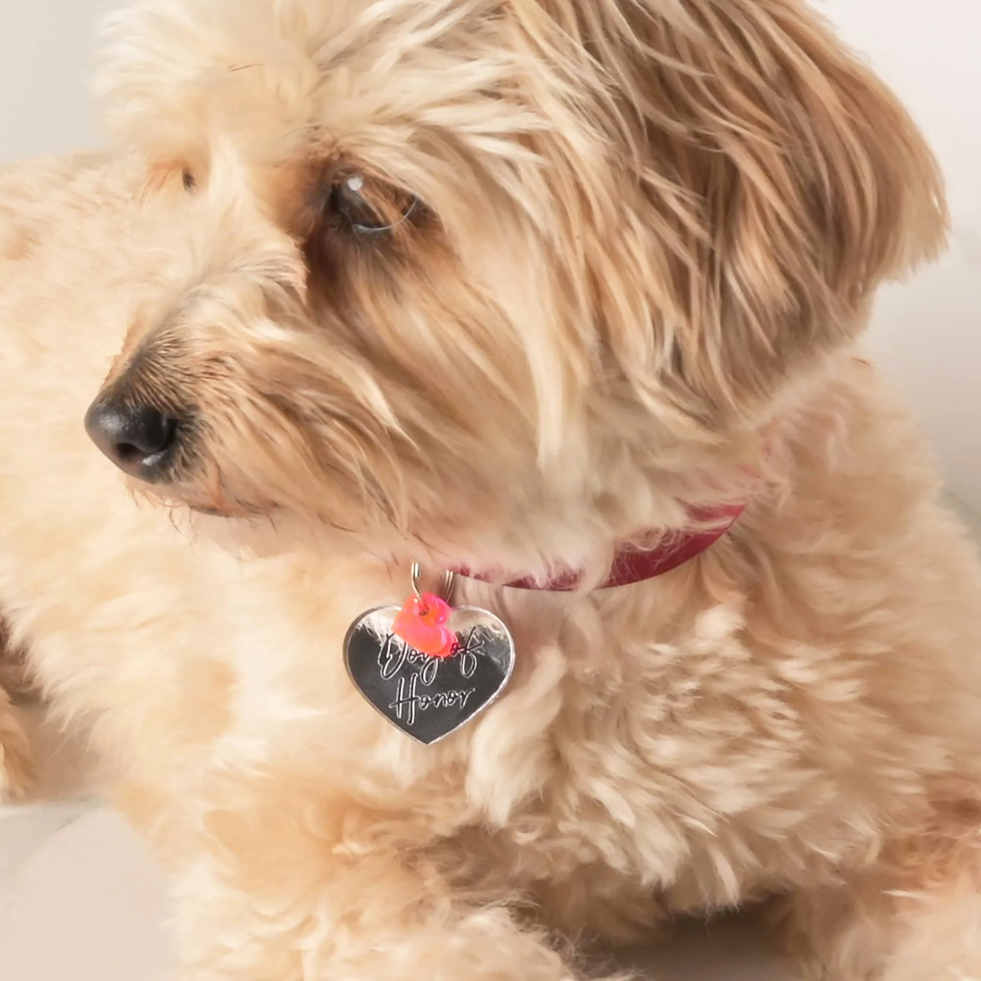 Best Dog Pet Tag, Wedding