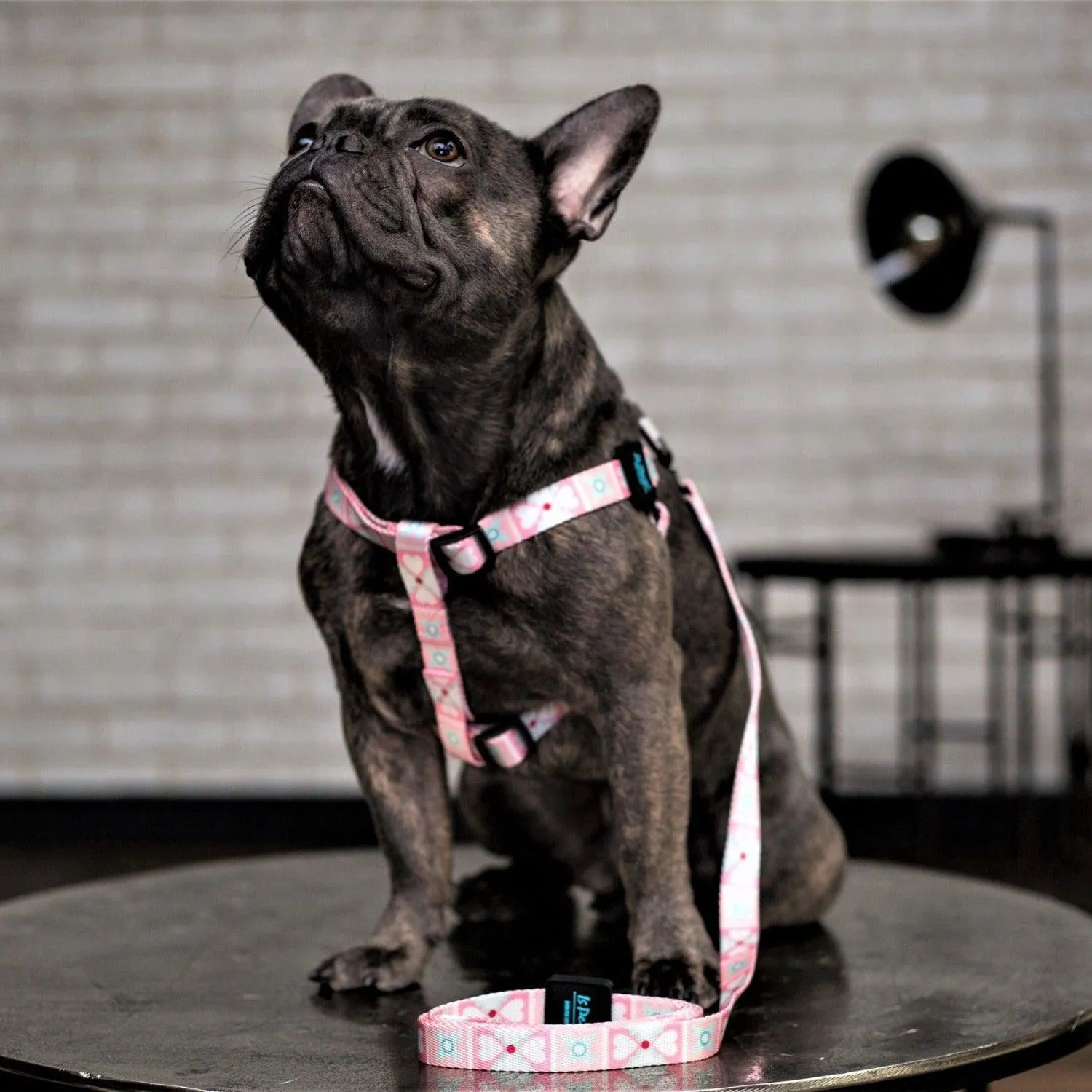 Bond For Love Dog Harness - Morocco