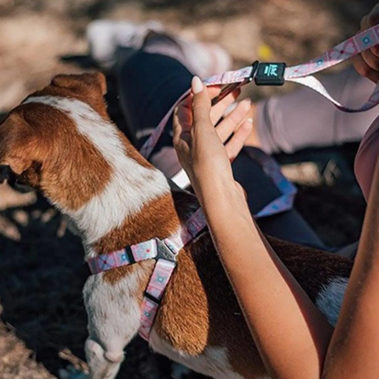 Bond For Love Dog Harness - Morocco