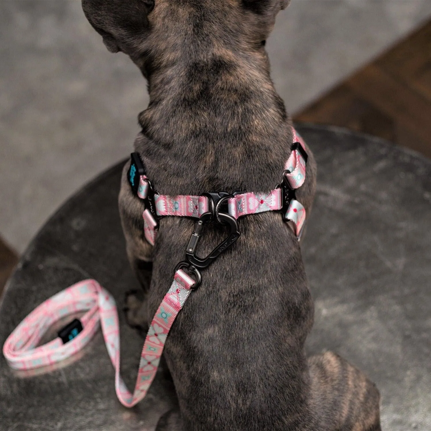 Bond For Love Dog Harness - Morocco