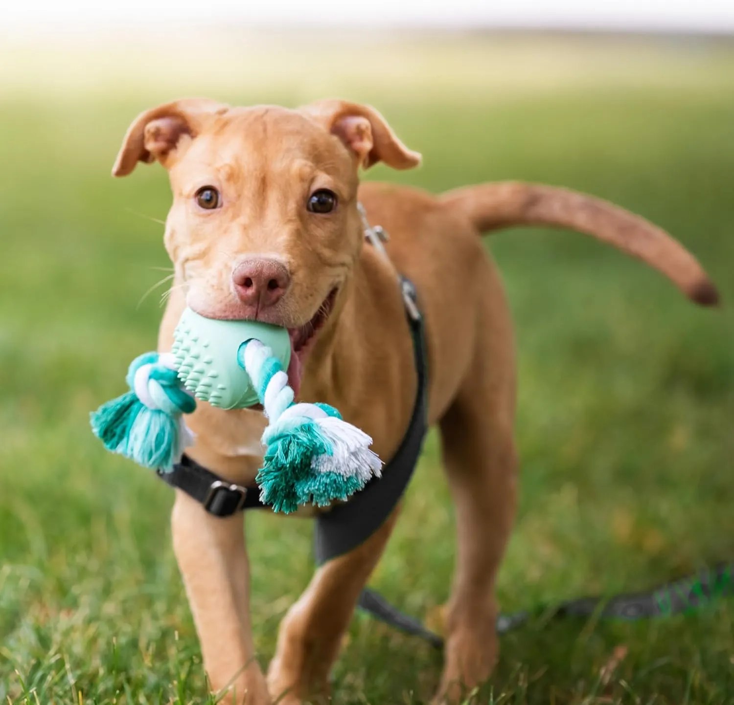 Chew King Dental Dog Toy Collection, Ball Rope Clinically Proven to Remove Plaque