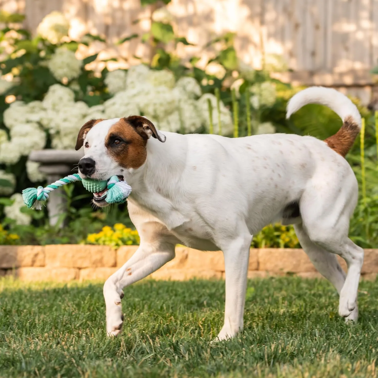 Chew King Dental Dog Toy Collection, Ball Rope Clinically Proven to Remove Plaque