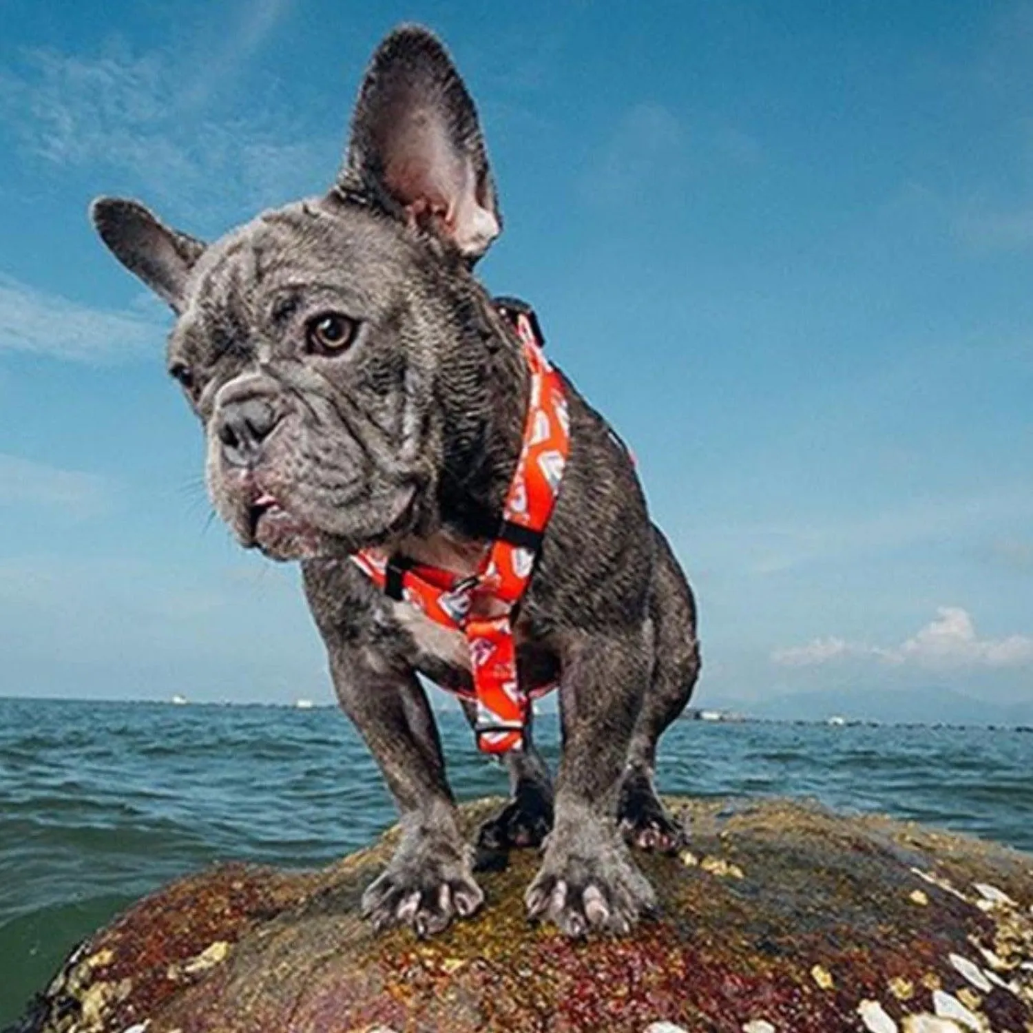 Dog Strap Harness - Tobacco