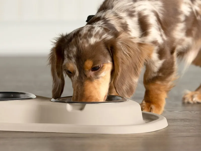 Double Bowl Low Pet Feeding System - WeatherTech