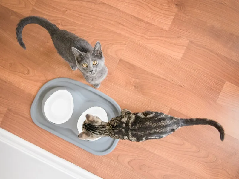 Double Bowl Low Pet Feeding System - WeatherTech